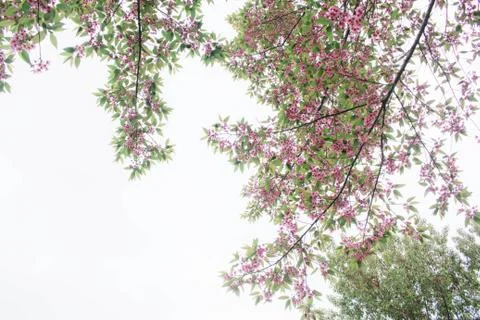 Branch of sakura. Stock Photos