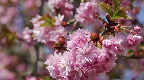 Branch of the sakura tree Video stock 58737738