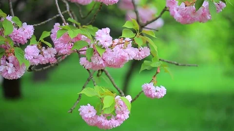 Branch of sakura tree sways in wind Stock Footage 75851586