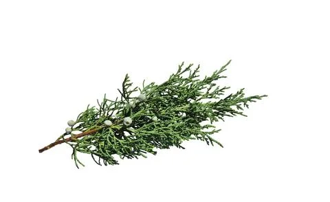 A branch of savin juniper or savin isolated on white background Stock Photos