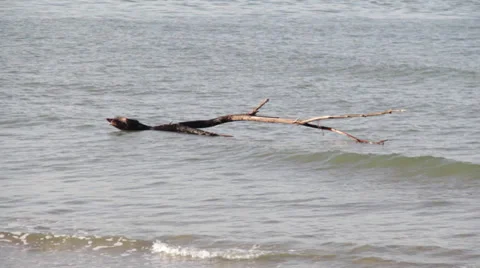 Branch In The Sea Stock Footage 33549033