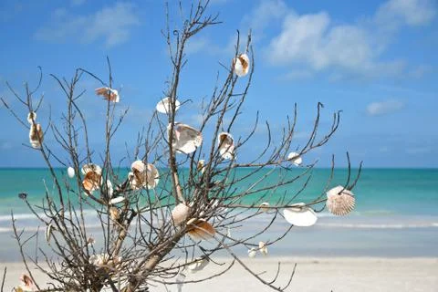 Branch With Seashells Stock Photos