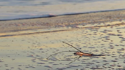 Branch on the seashore Stock Footage 48679309