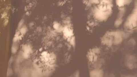 Branch Shadow on the wall, sunshine and shadows on the wall in the garden, real Stock Footage 299056329