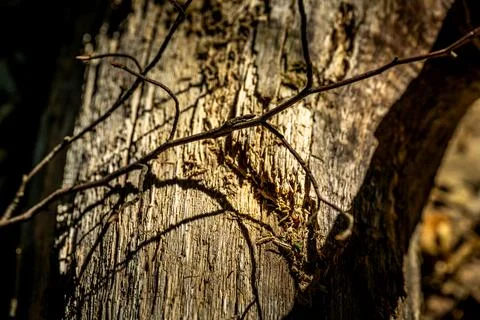 Branch shadow on weathered bark. Stock Photos