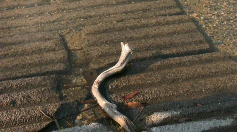 Branch in Shallow Water Stock Footage 838899