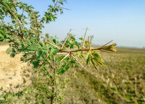 A branch of sharp and long thorns with greenery in background Stock Photos