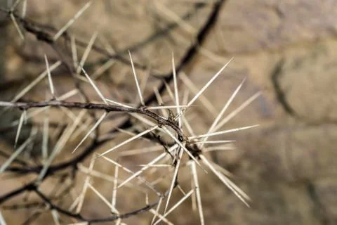 A branch of sharp and long thorns with dark background Stock Photos