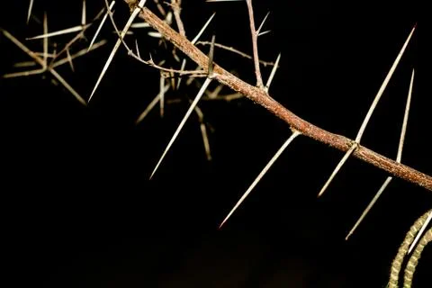 A branch of sharp and long thorns with dark background Stock Photos
