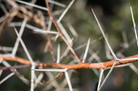 A branch of sharp and long thorns with dark background Stock Photos