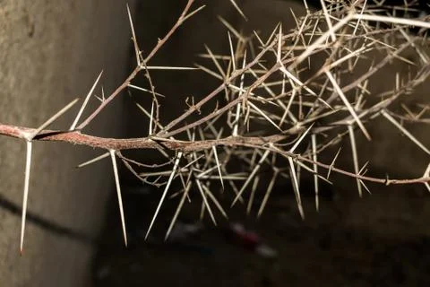 A branch of sharp and long thorns with dark background Stock Photos