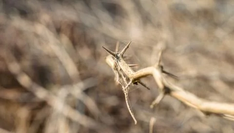 A branch of sharp and long thorns with dark background Stock Photos