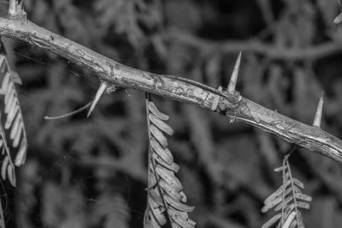 A branch of sharp and long thorns with dark background Stock Photos