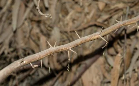 A branch of sharp and long thorns with dark background Stock Photos