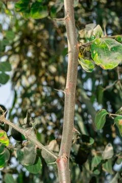 A branch of sharp and long thorns with dark background Stock Photos