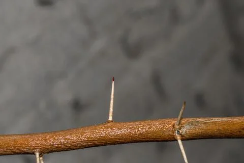 A branch of sharp and long thorns with dark background Stock Photos