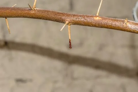 A branch of sharp and long thorns with dark background Stock Photos