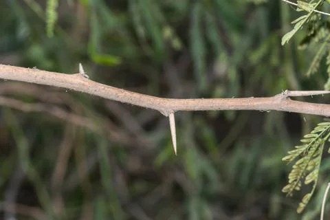 A branch of sharp and long thorns with dark background Stock Photos