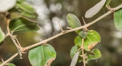 A branch of sharp and long thorns with dark background Stock Photos