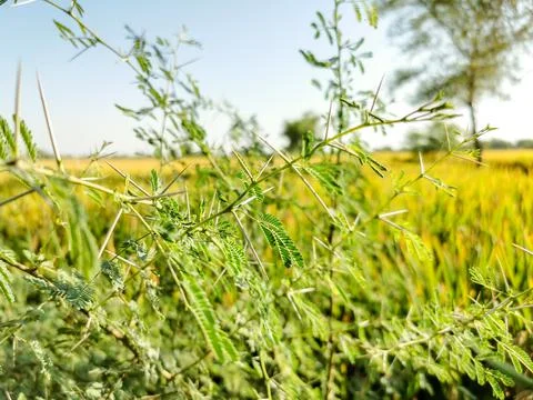 A branch of sharp and long thorns with greenery in background Stock Photos