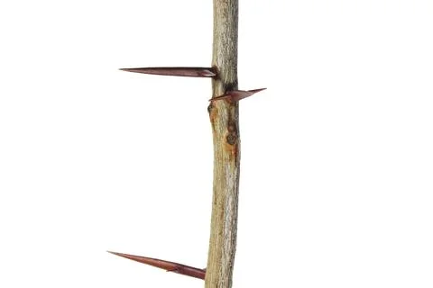 A branch with sharp long thorns Stock Photos