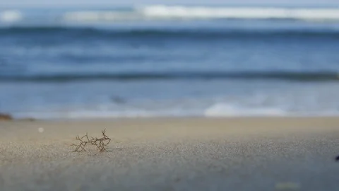 Branch on the Shore Stock Footage 89736649