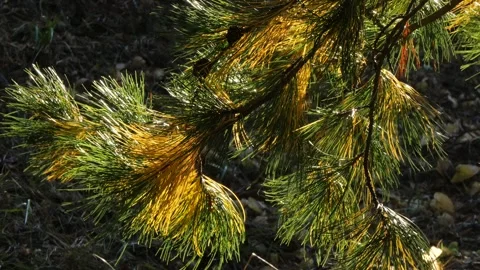 A branch of a Siberian pine sways on the wind. Stock Footage 294625004