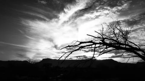 Branch silhouette against cloudy dramatic sky, black and white Stock Photos