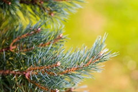 The branch of silver coniferous tree Stock Photos