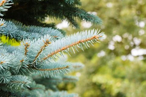 The branch of silver coniferous tree Stock Photos