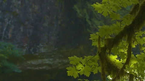 Branch at Silver Falls Stock Footage 91261197
