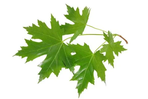Branch of silver maple leaf isolated on a white background. Top view. Flat lay Stock Photos
