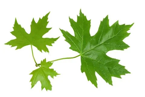 Branch of silver maple leaf isolated on a white background. Top view. Flat lay Stock Photos