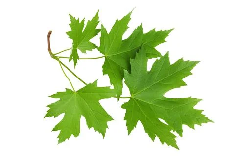 Branch of silver maple leaf isolated on a white background. Top view. Flat lay Stock Photos