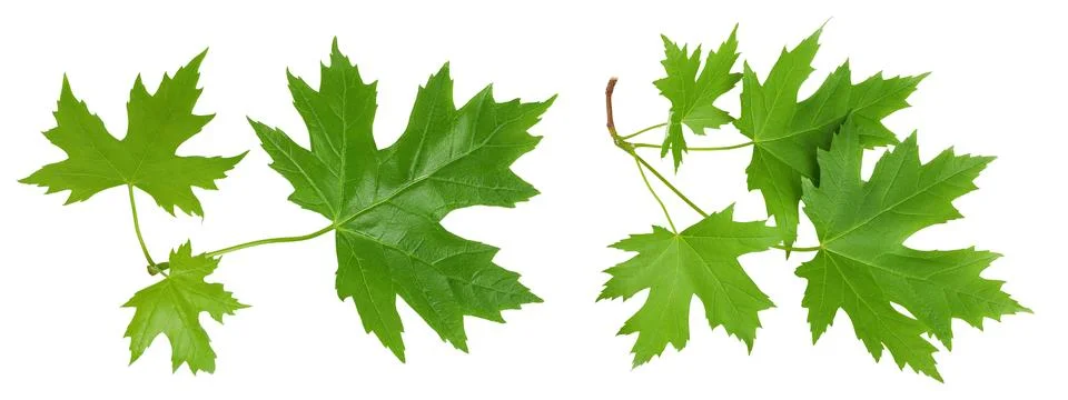 Branch of silver maple leaf isolated on a white background. Top view. Flat lay Stock Photos