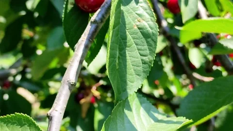 Branch of singing cherries swaying in the wind Stock Footage 155795243