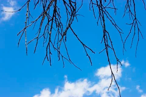 Branch on the sky background Stock Photos