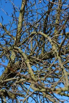 Branch sky Stock Photos