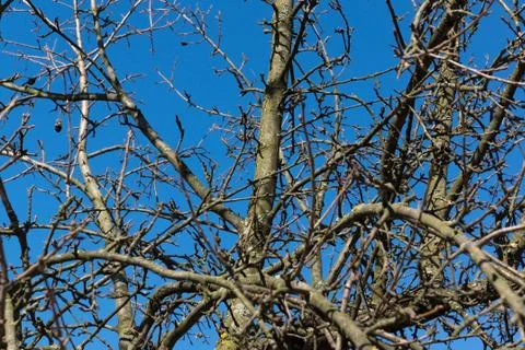 Branch sky Stock Photos