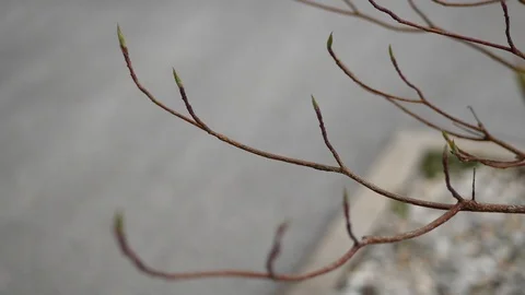 Branch with small bud Stock Footage 88828346