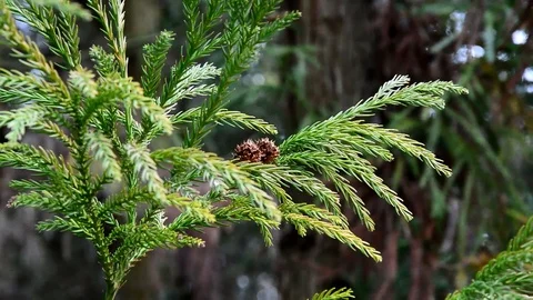 Branch with small cones of coniferous Sugi tree Stock Footage 104677683