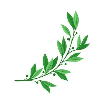 Branch with small green berries. Vector illustration on white background. Stock Illustration