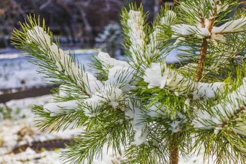 A branch of small green pine tree with white snow is for Christmas decoration Stock Photos