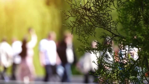 Branch of small juniper on front background. Walking people in city park in b Vídeo Stock 200440194