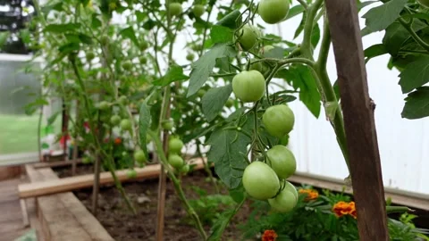 Branch of small medium sized green tomatoes shaking in greenhouse Stock Footage 208835502