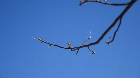 Branch with small opening rosebud Stock Footage 88597875