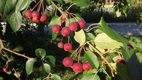 Branch with small red apples Stock Footage 79610184