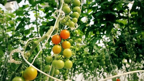 A branch with small ripening tomatoes - a close-up Stock Footage 151482389