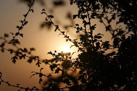 Branch of a small tree against the light Fotos de archivo
