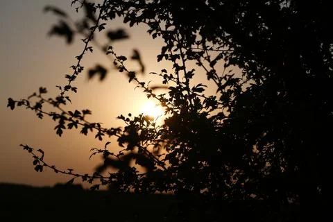 Branch of a small tree against the light Fotos de archivo